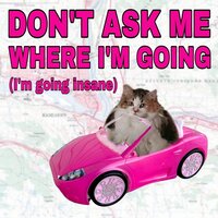 cat driving a car with the text 'dont ask me where I'm going (I'm going insane)'